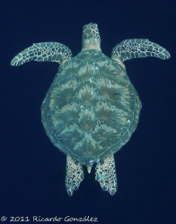 Green turtle on the blue. 
Doesn't matter how many times... by Ricardo Gonzalez 